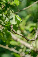 ruby throat hummingbird on a tree