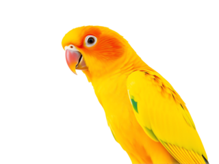 Colorful parrot perched on transparent background showing vibrant yellow and orange feathers
