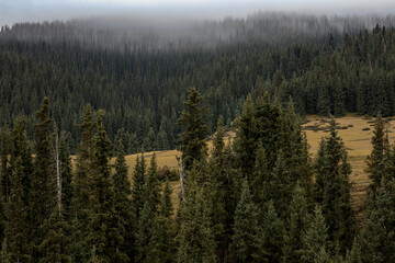 morning in the forest