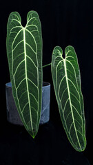 Anthurium warocqueanum, a velvet leaf anthurium plant famous for its long dark green leaves and white veining