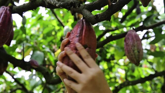 Picking cocoa fruit from the tree while it is still hanging