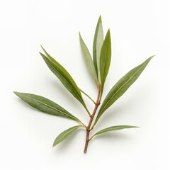 Single green olive branch isolated on white background