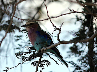 Lilac-breasted roller perched on a branch in Kruger National Park, showcasing vibrant plumage and natural beauty.