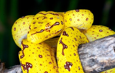 Green Tree Python (Morelia viridis).