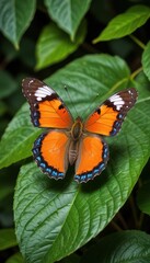 Obraz premium A beautiful butterfly resting on a leaf.
