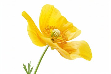 Fototapeta premium Yellow California Poppy Isolated on White Background. Beautiful California Poppy Flower