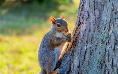squirrel on a tree in Boston 