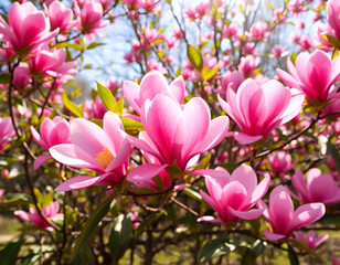 Obraz premium pink magnolia flowers