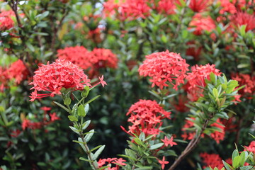 close-up burst of bright red blossoms and tiny green leaves