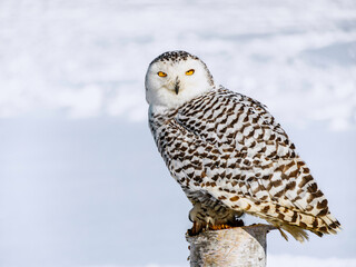 Snowy owl (Bubo scandiacus) perching on a pole on a cold winter morning,    Southern Ontario