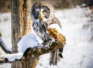 Great Grey Owl perching on a tree branch in winter,