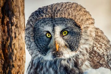 Fototapeta premium closeup of Great gray owl (Strix nebulosa) in wild
