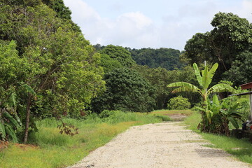 paved road comes to an end amid deep dark green dense tropical rainforests