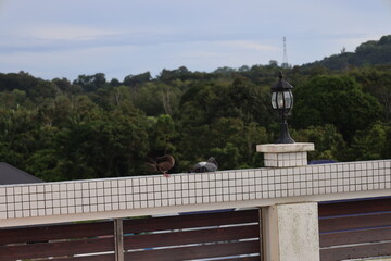 Fototapeta premium pigeons roosting on tiled railing beside black wrought iron light fixture