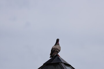 close-up rear view single pigeon standing top pointed metal roof structure