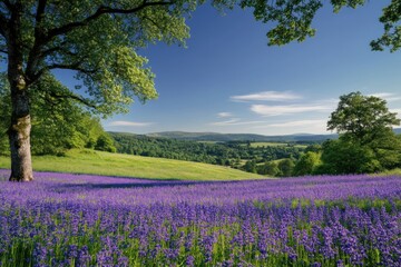Obraz premium Meadow filled with purple flowers and trees under a bright blue sky, countryside scene