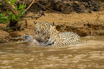 Jaguar with Caiman