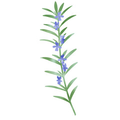 水彩風　花の咲いたローズマリーのイラスト