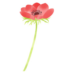 水彩風　赤いアネモネのイラスト
