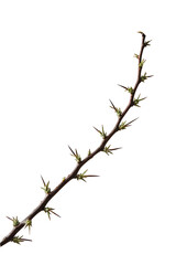 Obraz premium Acacia branch displaying thorns, botanically isolated on a white canvas.