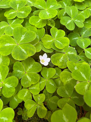 close up small white flower among green three clover leaves stand out from crowd individualism