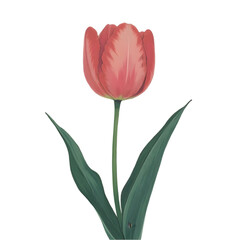 Fototapeta premium Single Red Tulip Blooming Garden Botanical Illustration Springtime Close-Up View Nature's Beauty for Floral Enthusiasts