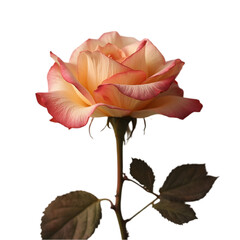 Beautiful Rose Blooming in Nature Captivating Floral Photography Outdoor Garden Setting Close-up Viewpoint Emphasizing Elegance and Serenity