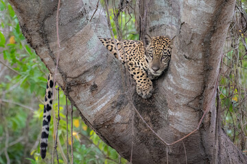 Jaguar Cub in a tree