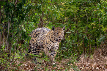 Jaguar in the Pantanal jungle