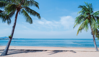 palm tree on the beach in thailand.travel summer concept.