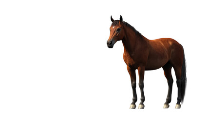 Obraz premium horse isolated on white background