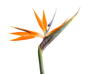 Obraz premium Beautiful strelitzia flower on white background