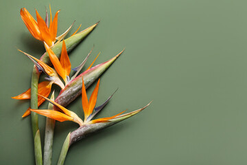 Beautiful strelitzia flowers on green background