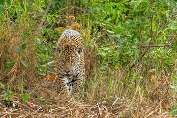 Jaguar hunting in the Pantanal