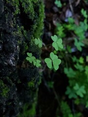 Macro Close-Up of a clover plants on a tree in Natural Greenery