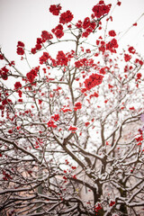 Lots of snow-covered red mountain ash berries hanging from tree