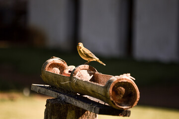 Saffron Finches (Sicalis flaveola) gathered at an outdoor bird feeder. Their vibrant yellow feathers contrast beautifully with the natural green background, highlighting a peaceful nature scene.
