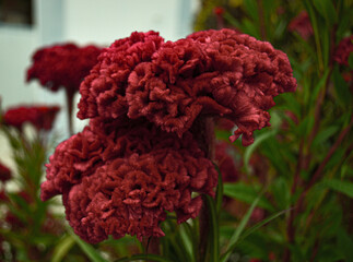 Close-up of Celosia cristata, known as cockscomb flower, showcasing its vibrant, velvety red crest with a blurred green background. The intricate details of the flower’s unique texture stand out.