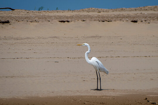 
We see a beautiful image of a White Garsas upright and very attentive, in the background the reddish earth, on the shores of the Parana province of Corrientes Arg.