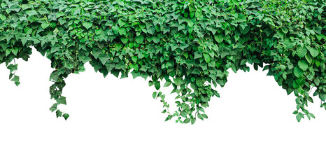 green tree branches hanging on a wal, A green ivy leaves background, green ivy plant on a png background, green ivy plant on a png background © DesignerSaidur