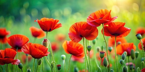 Fototapeta premium Beautiful red poppies stand out amongst the vibrant green grass, poppy, flower, red, beautiful, vibrant, green, grass, meadow