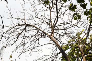 Teak branches without leaf abstract