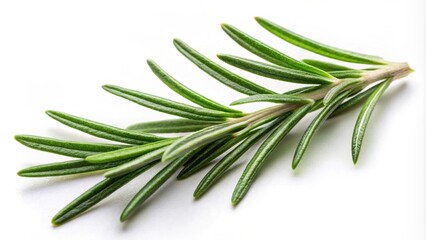 Fototapeta premium Rosemary leaf herbal spice isolated on white background, rosemary, leaf, herb, herbal, spice, isolated
