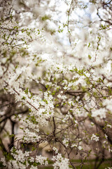 Obraz premium Spring banner, branches of blossoming cherry against background of blue sky and butterflies on nature outdoors. Apricot blossom. Image spring, landscape panorama, copy space.