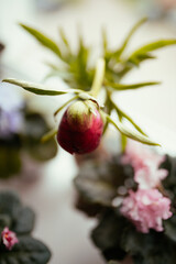 A bud of a burgundy peony on a windowsill