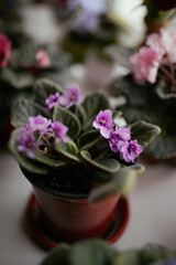Beautiful purple violet on a white window sill with a blurry background. Cozy house with house plants.