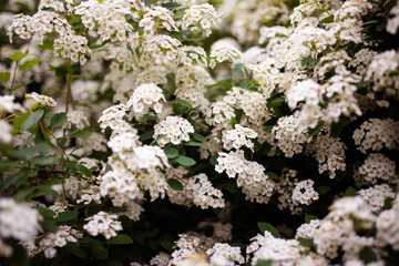 Spirea bush of white flowers