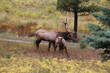 Fototapeta premium Alert Elk, Jasper National Park, Alberta