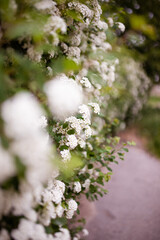 Spirea bush of white flowers in the garden outdoor