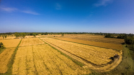 aerial view landscape with a golden rice field